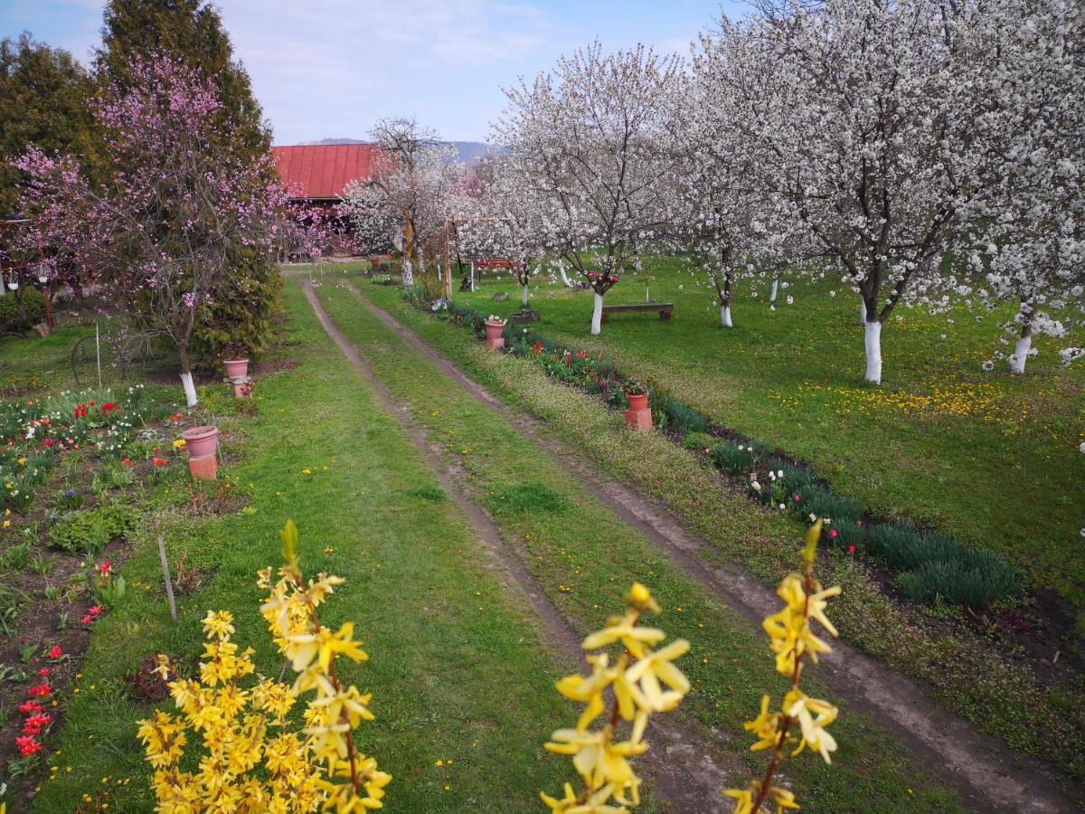 Casa Livada Bunicii Villa Tîrgu Ocna Eksteriør billede
