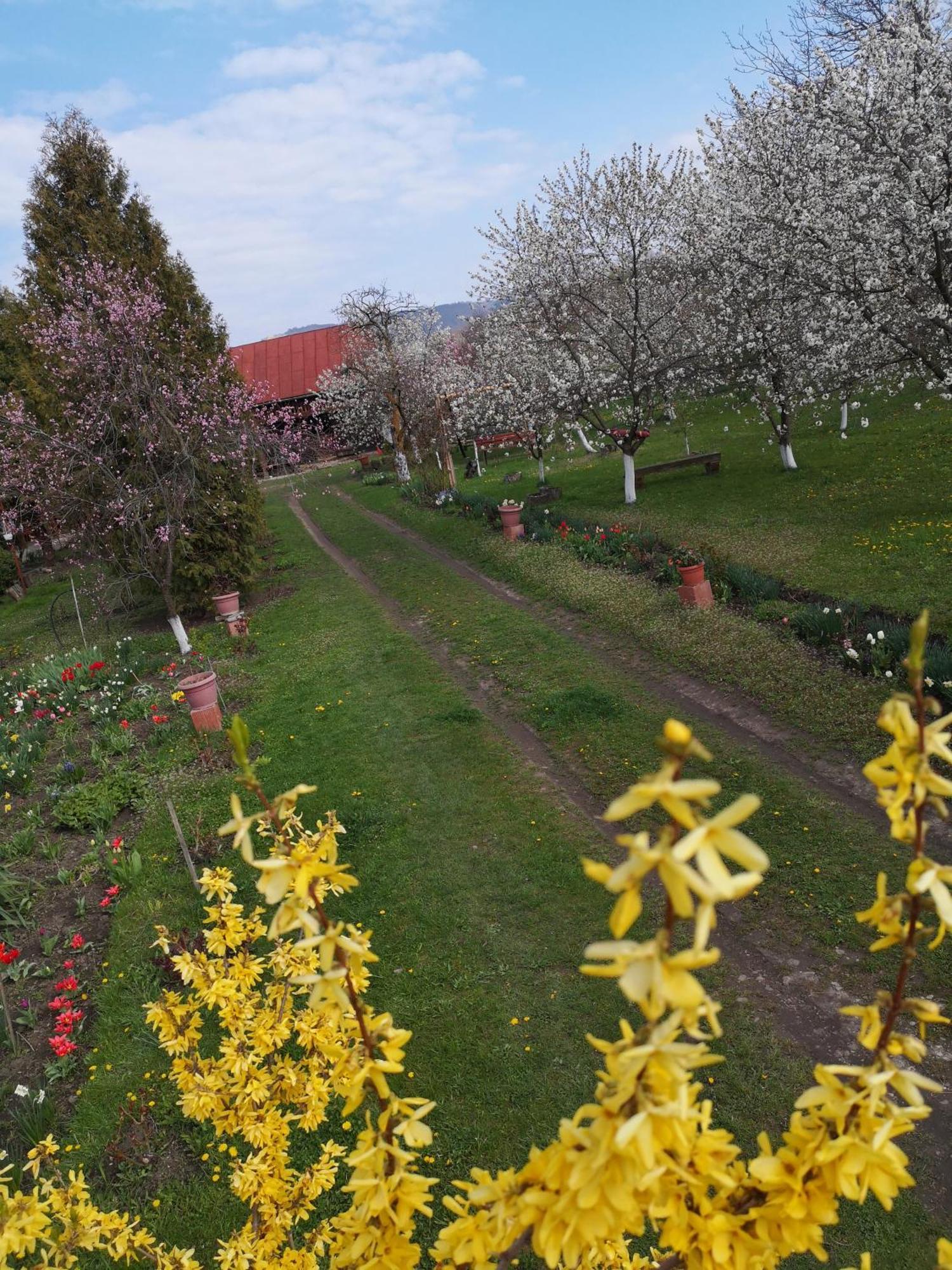 Casa Livada Bunicii Villa Tîrgu Ocna Eksteriør billede